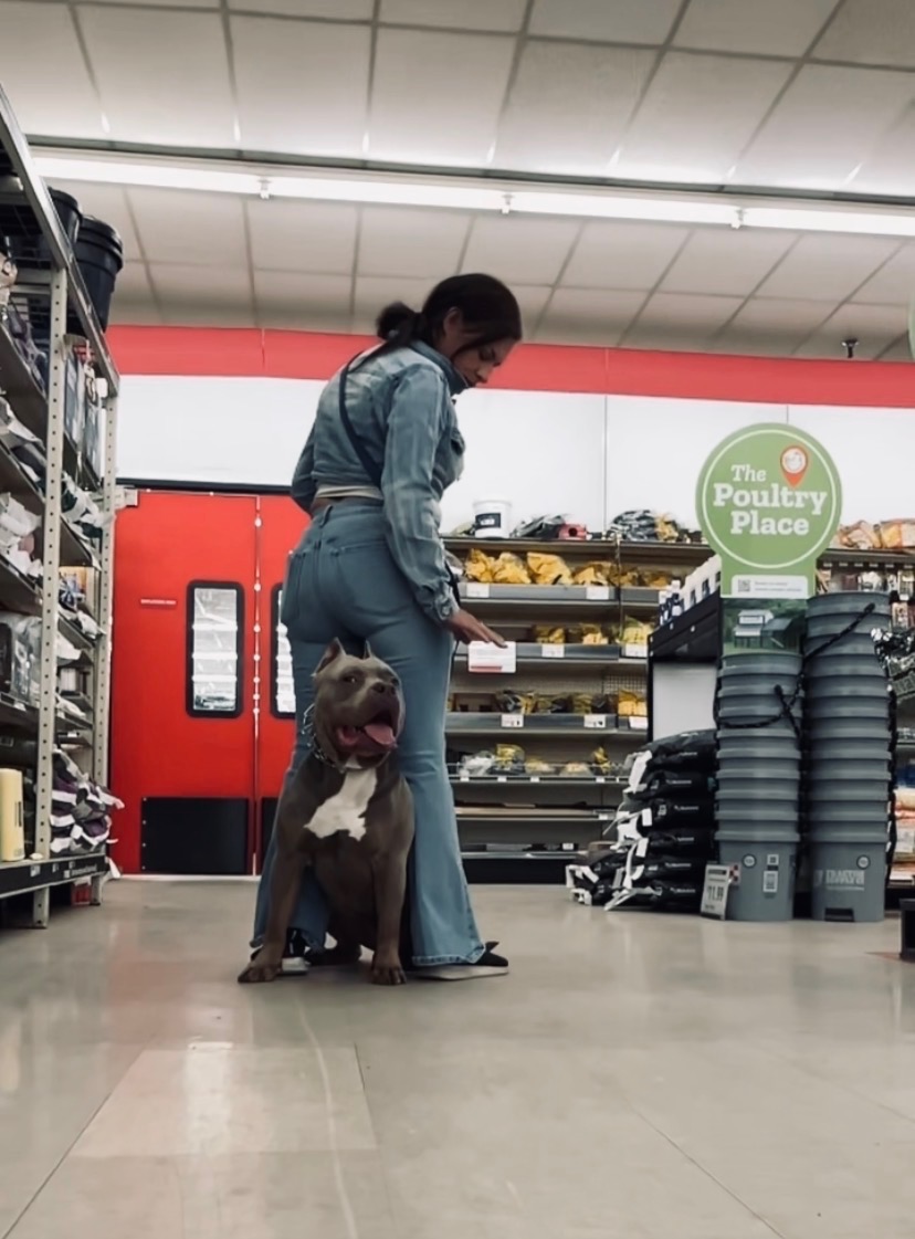 Pulling, jumping & puppy manners: Bravo training in an everyday public setting